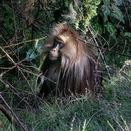 Gelada baboon
