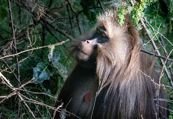 Gelada baboon