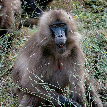 Gelada baboon