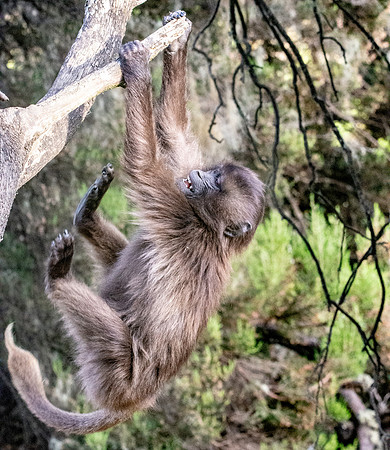 Gelada baboon