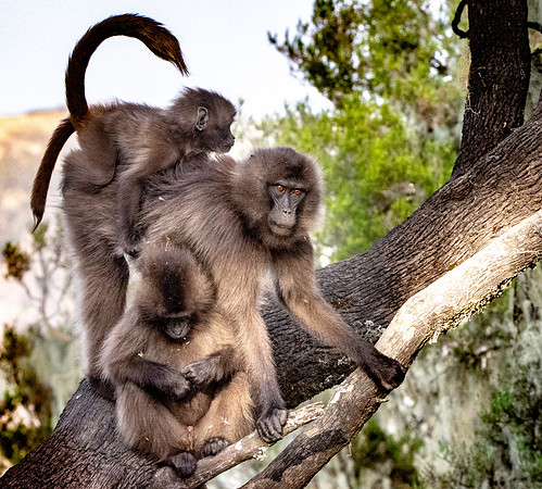 Gelada baboon