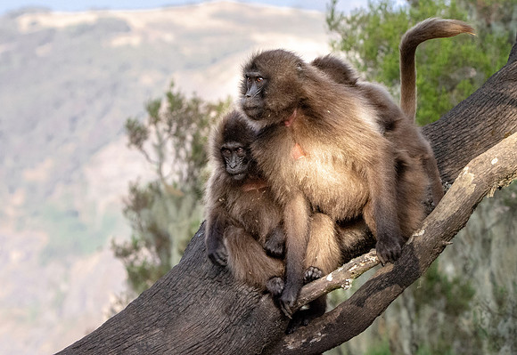 Gelada baboon
