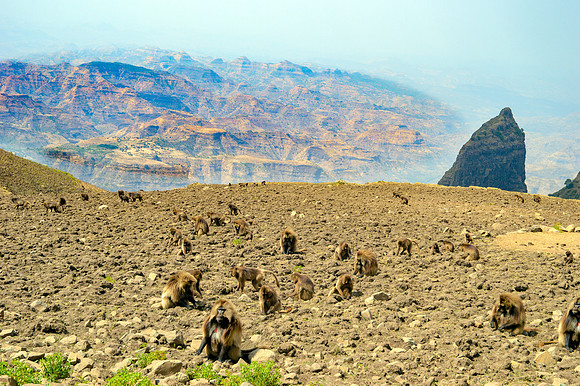 Gelada baboon