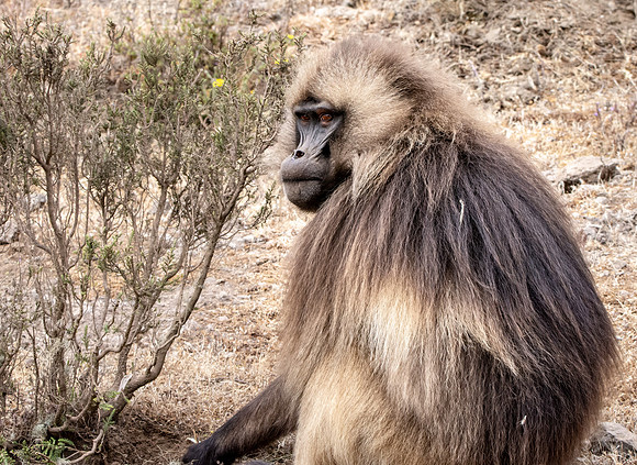 Gelada baboon