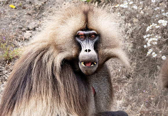 Gelada baboon