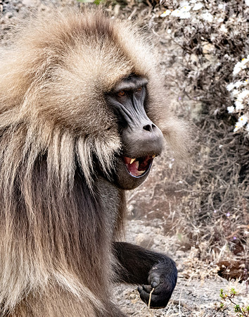 Gelada baboon