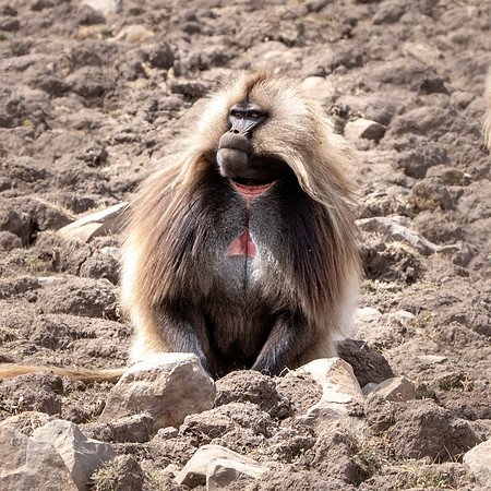 Gelada baboon