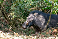 Giant forest hog