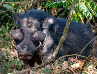 Giant forest hog