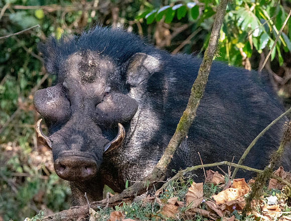 Giant forest hog