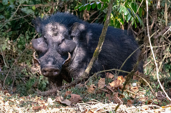 Giant forest hog