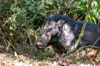 Giant forest hog