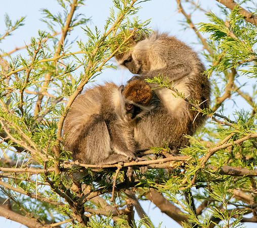 Grivet monkey