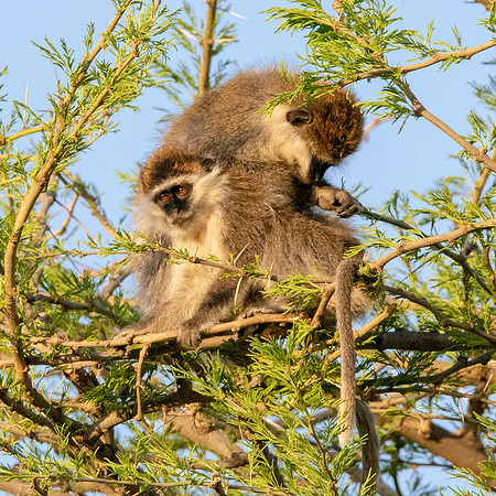 Grivet monkey