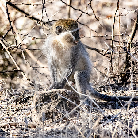 Grivet monkey
