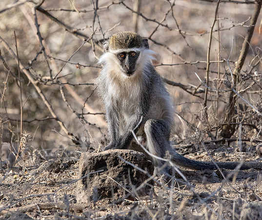 Grivet monkey