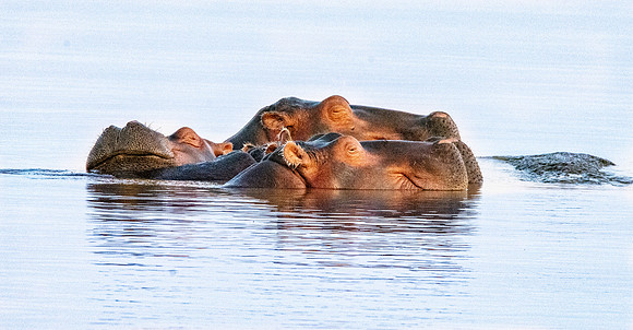 Hippopotamus