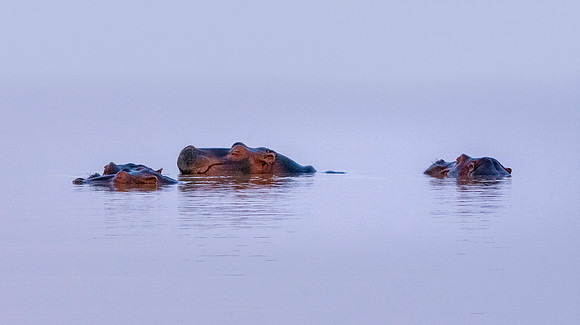 Hippopotamus