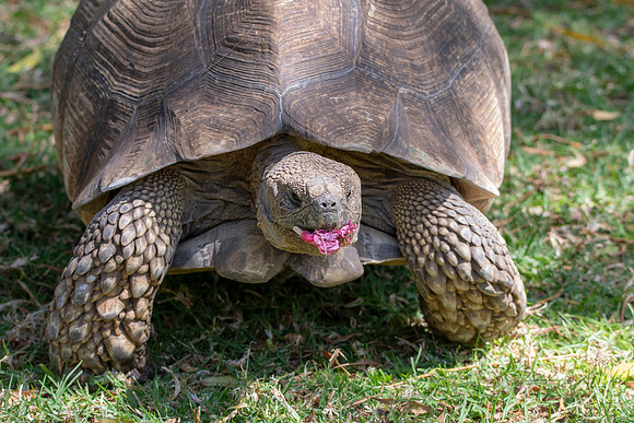 Leopard tortoise