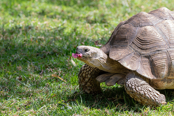 Leopard tortoise