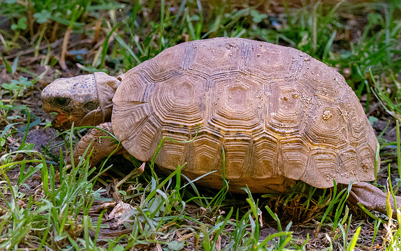 Leopard tortoise