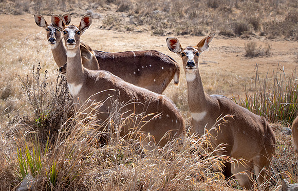 Mountain nyala