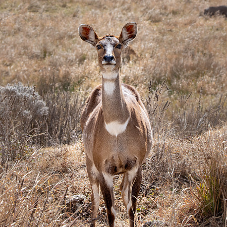 Mountain nyala
