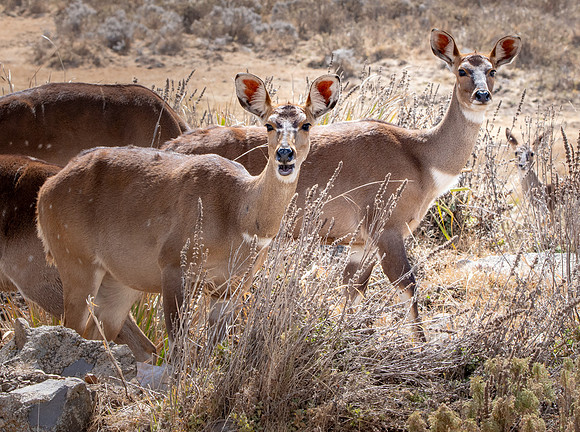 Mountain nyala