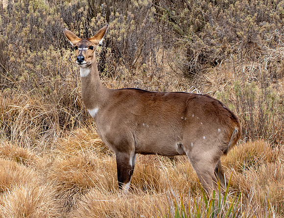 Mountain nyala