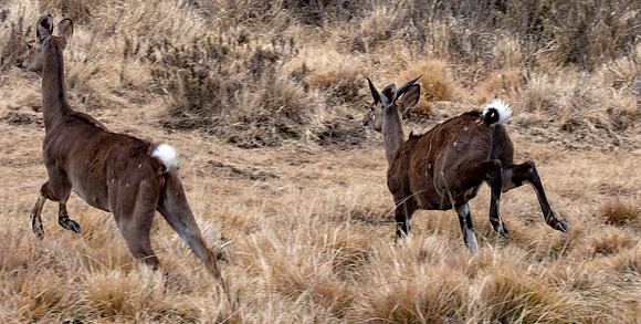 Mountain nyala