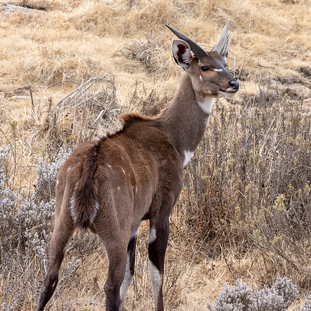 Mountain nyala