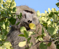 Olive baboon