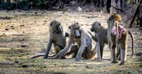 Olive baboon