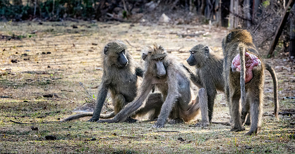 Olive baboon