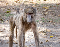 Olive baboon
