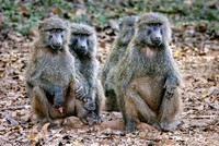 Olive baboon