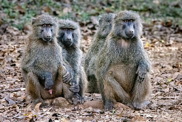 Olive baboon