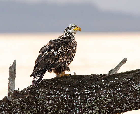 American Bald Eagle