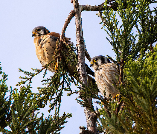 American kestrel