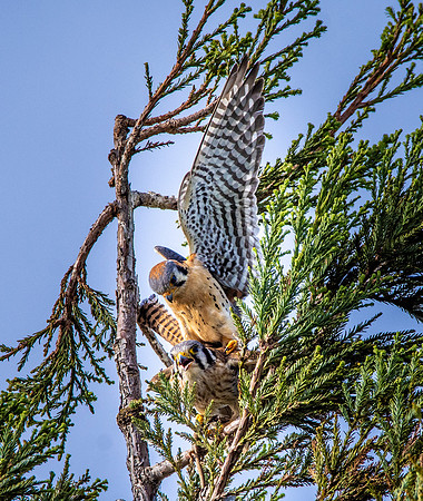 American kestrel