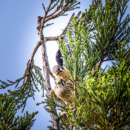 American kestrel
