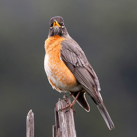 American robin