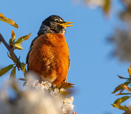 American robin