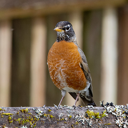 American robin