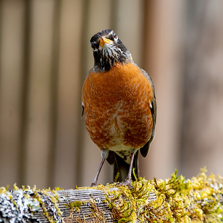 American robin