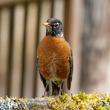 American robin