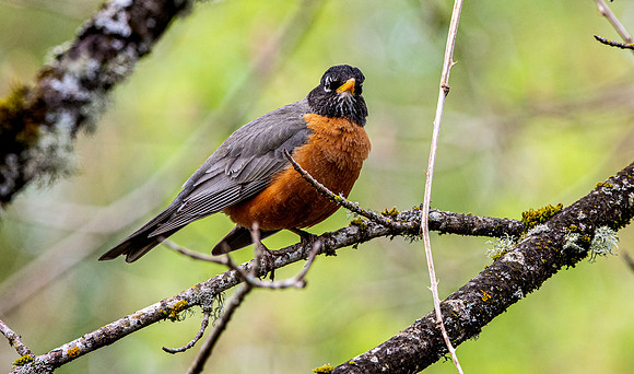 American robin