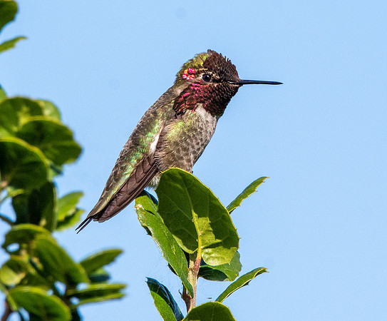 Anna's hummingbird
