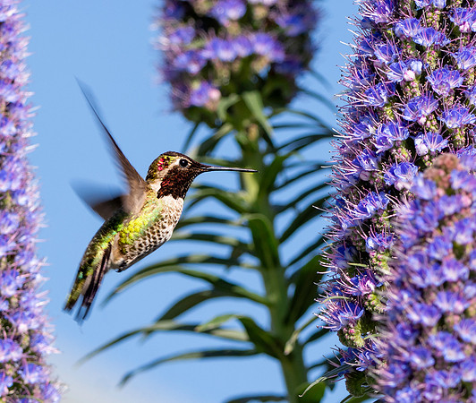 Anna's hummingbird