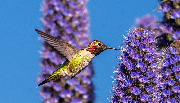 Anna's hummingbird